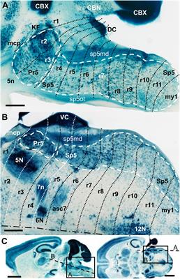 Molecular Segmentation of the Spinal Trigeminal Nucleus in the Adult Mouse Brain